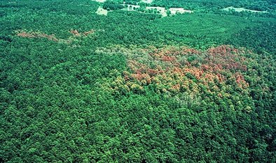 Entwicklung von Befall durch Southern pine beetle ohne Einwirkung von Bekämpfungsmaßnahmen 1983/84 im Gebiet Four Notch, Juni 1983