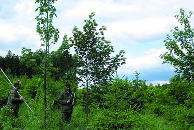 Abbildung 2: In der Jugend vorwüchsiger Bergahorn-Kleintrupp