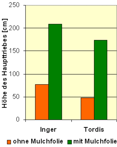 Höhenwachstum zweier Weidensorten im ersten Jahr, Anbau in einem Agro-forstsystem mit Klee, Weidelgras und Luzerne (Versuchsfläche 5 a, Mittelwerte aus den zwei Bodentypen)