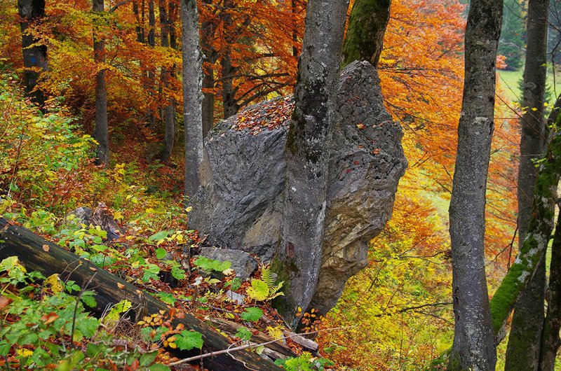 Steinschlag-Schutzwald