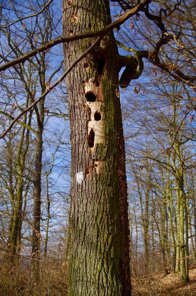 oak with several woodpecker holes