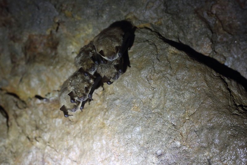 Fledermäuse wie das Große Mausohr (Myotis myotis) sparen in der Winterruhe Energie in geschützten Quartieren und sind dabei besonders störungsempfindlich