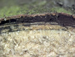 Bildung mächtiger Sporenlager mit massenhaft braunen Pilzsporen direkt unter der äußeren Rinde (Querschnitt).