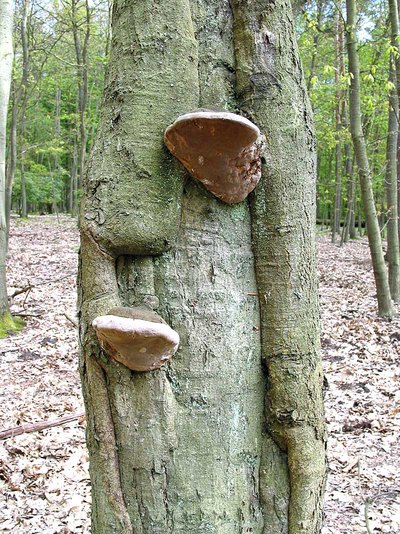 Fortgeschrittener Befall (Krebsfäule) mit Eichenfeuerschwamm.