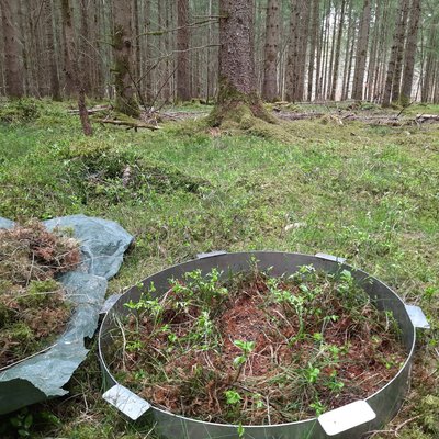 Metalring auf Waldbode aus Nadeln