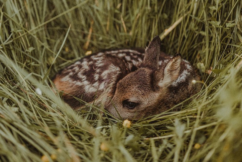 Fawn, hidden in the grass