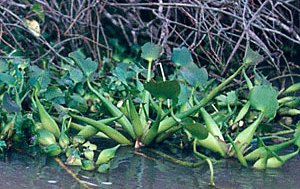 Verjüngung der Mangrove in Mexiko Verjüngung der Mangrove in Mexiko