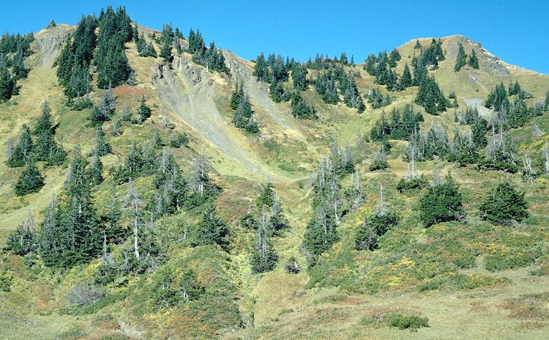 upper timber-line stands of mountain forest