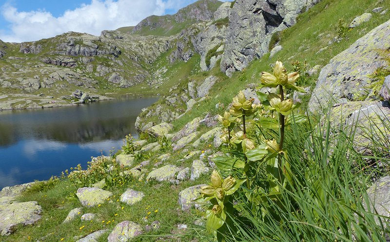 Getüpfelter Enzian (Gentiana punctata)