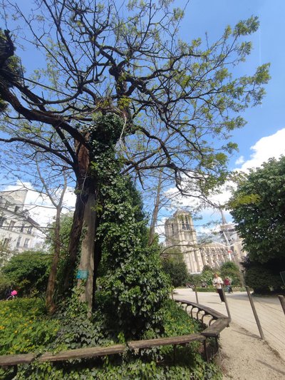 Die älteste Robinie Europas