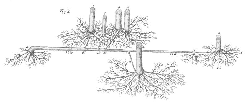 Zeichnung der Wurzeln einer Gruppe von Absenkern