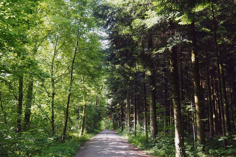 Waldweg im Waldlabor Zürich