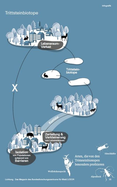 Grafik, die Zusammenhang zwischen Trittsteinbiotopen und Lebensraumverlust illustriert