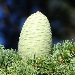 hellgrün gefärbter, großer ovaler Zapfen. Er steht aufrecht an einem Ast mit vielen grünen Nadeln