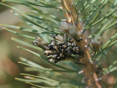 grüne Raupen auf einem Kiefernzweig
