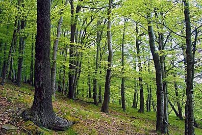Teaserbild Waldtypen im Klimawandel