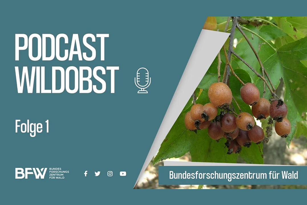 Cover Wildobst