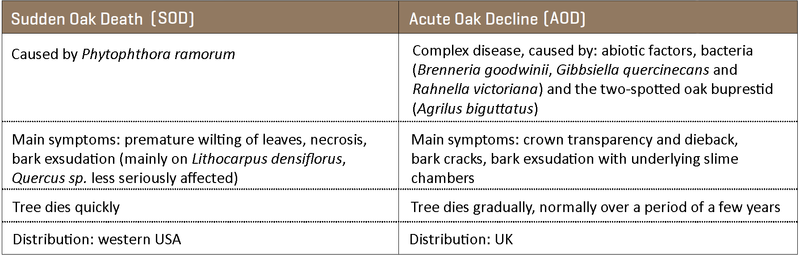 Differences between sudden oak death and acute oak decline