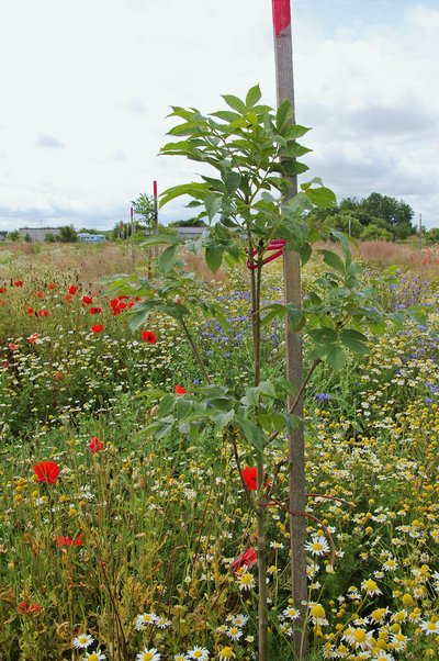 Fläche mit Eschen-Pflanzen