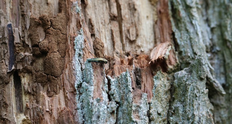 Grünglänzender länglicher Käfer sitzt auf einer Eichenrinde