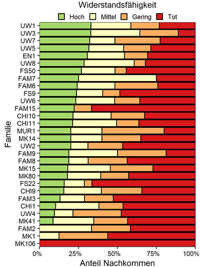 Grafik