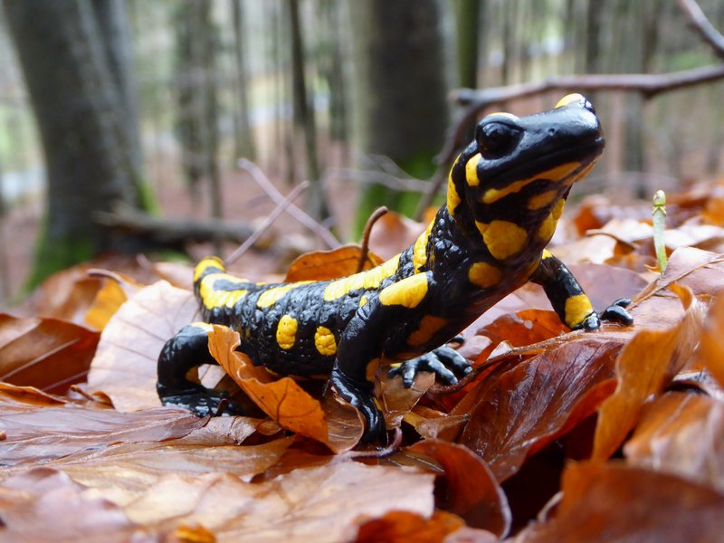 Black and yellow amphibian