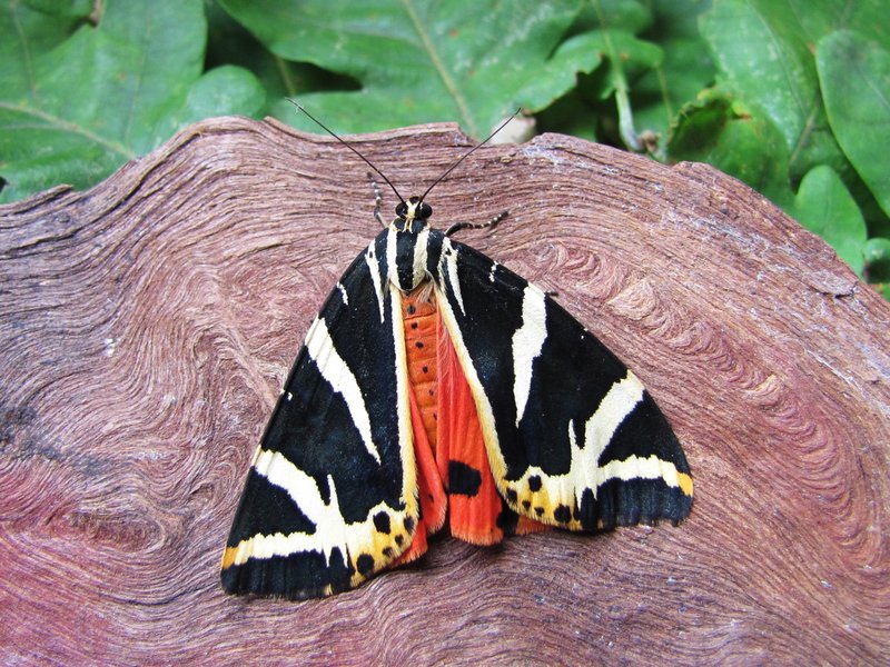 ein bunter Schmetterling