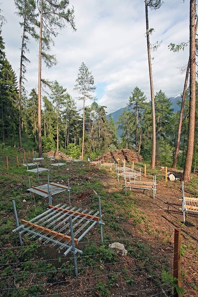 Saatversuch im Wald bei Tamins