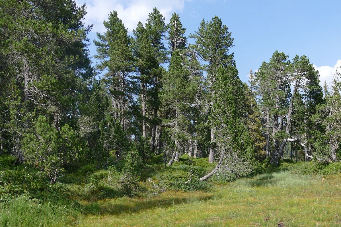 Aufrechte Bergföhre (Pinus mugo)