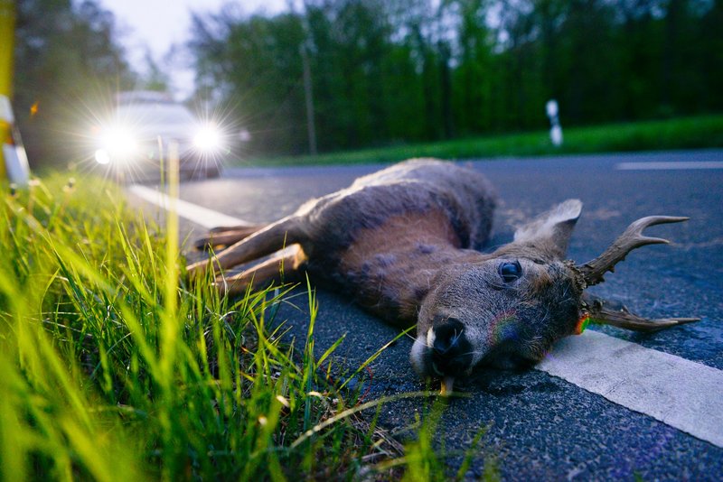 Ein toter Rehbock liegt in der Dämmerung am Straßenrand. Im Hintergrund steht ein Auto mit eingeschaltetem Abblendlicht.