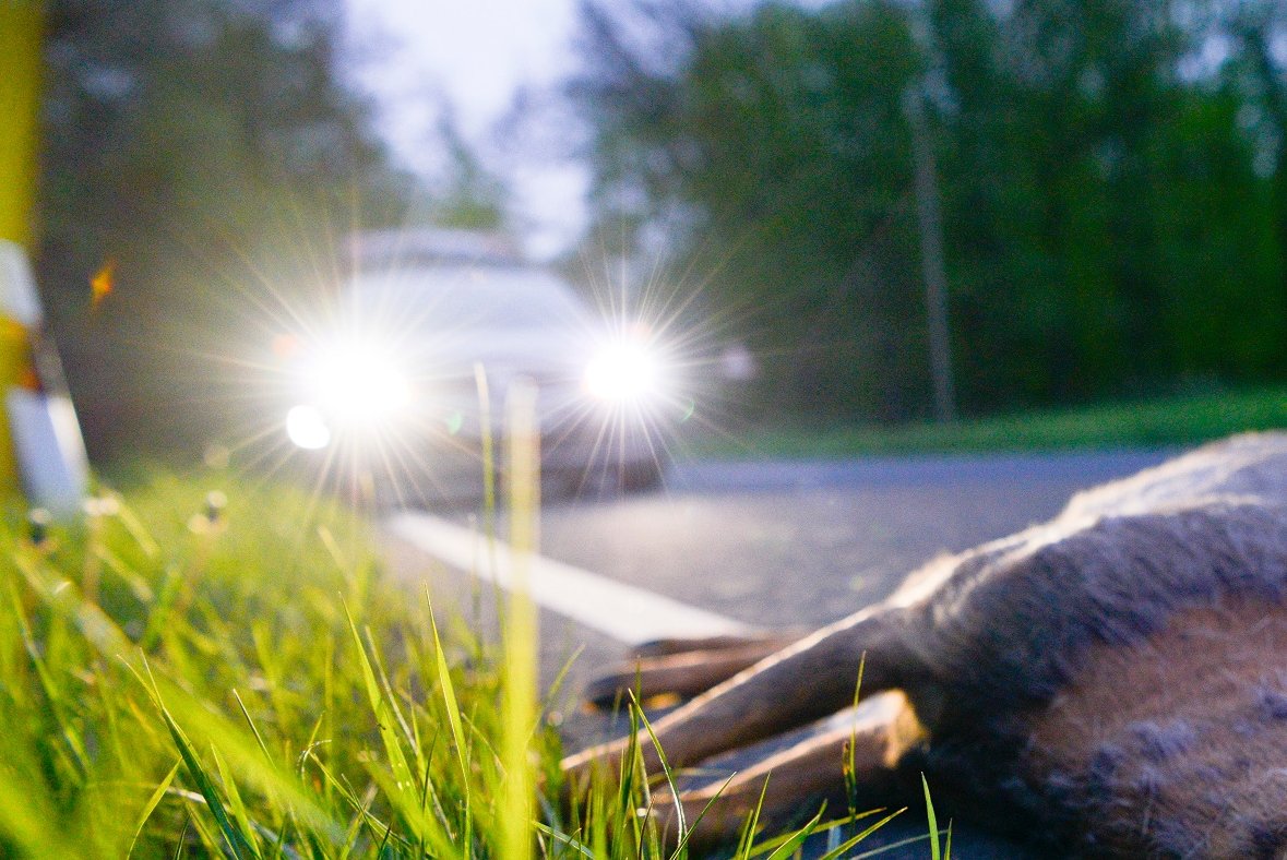 Ein toter Rehbock liegt am Straßenrand