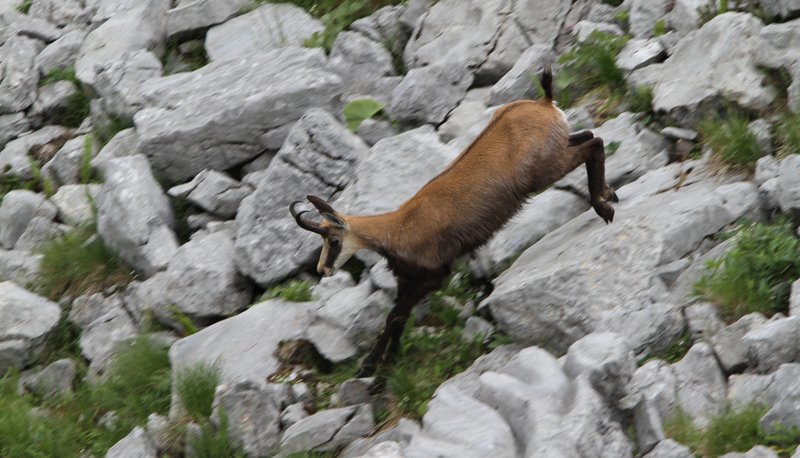 Gams in einer Felswand