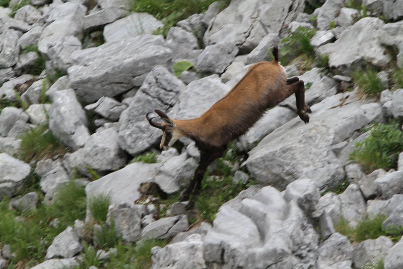 Chamois on a rock face