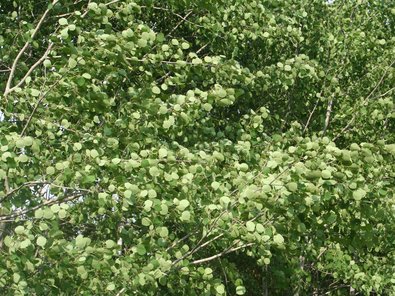 rautenförmige, fast quadratische grünen Blätter mit den langen, querovalen im Wind sich drehenden Blattstielchen