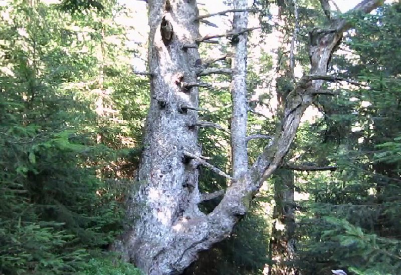 Die Peterstanne zählte vor 100 Jahren zu den schönsten Bäumen Württembergs. Heute ist sie im Park stark bedrängt und sollte als Naturdenkmal freigestellt werden. 
