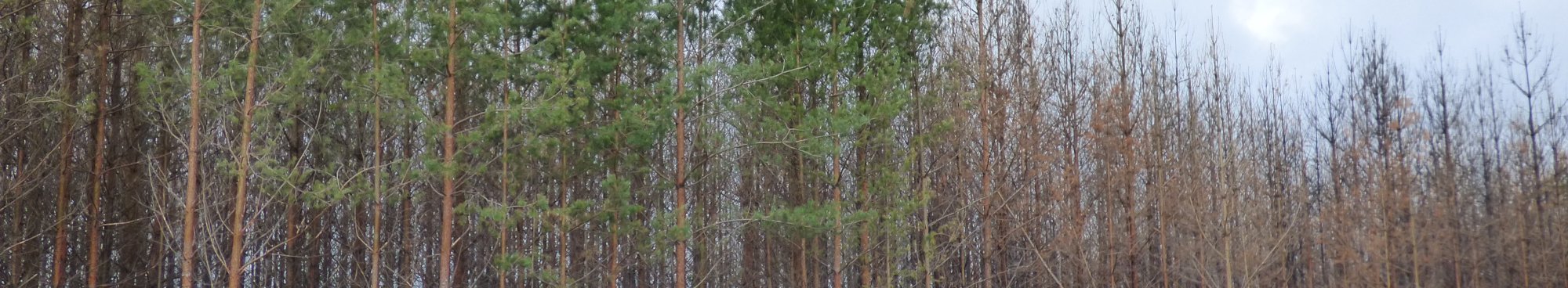 abgestorbene Kiefern und  Kiefern mit grünen Kronen nach Waldbrand