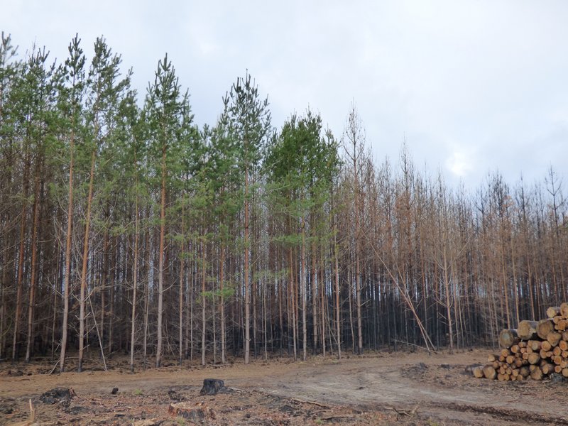 Kiefern mit grünen Kronen und abgestorben nach Waldbrand
