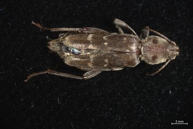 Asiatischer Bockkäfer von oben gesehen