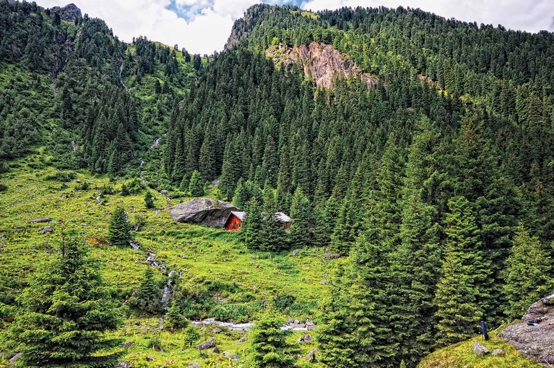 Schutzwald in Tirol mit Berghütte