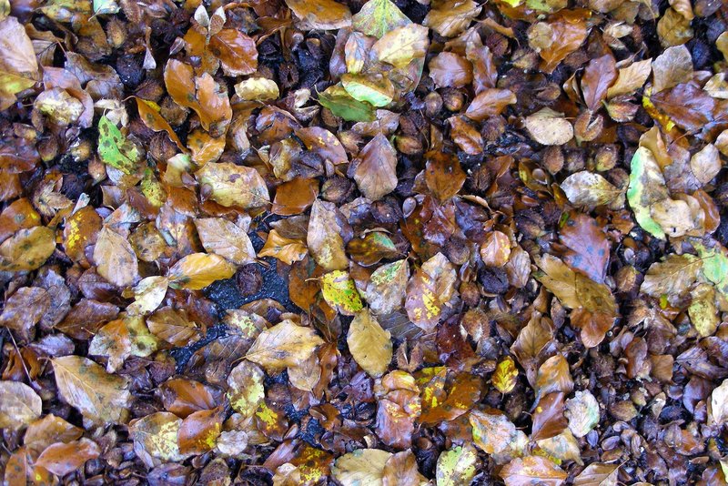 Beech leaves on the ground