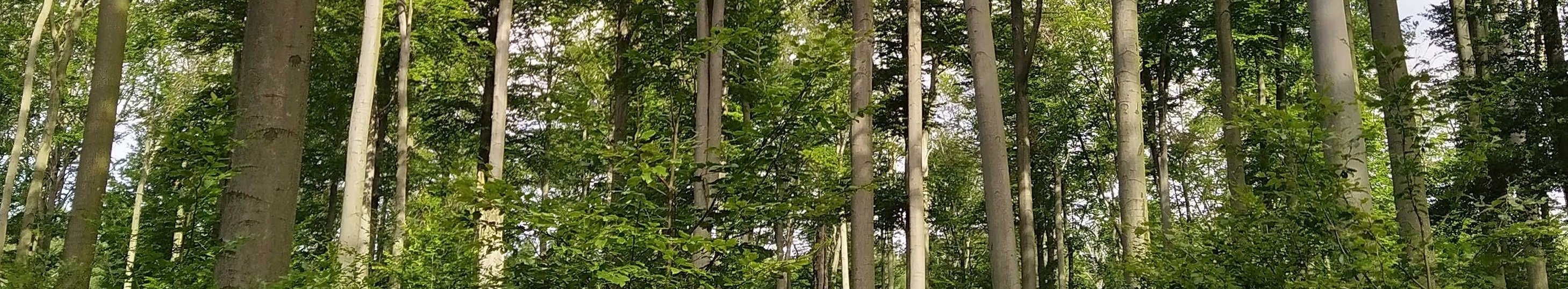 Mischwald