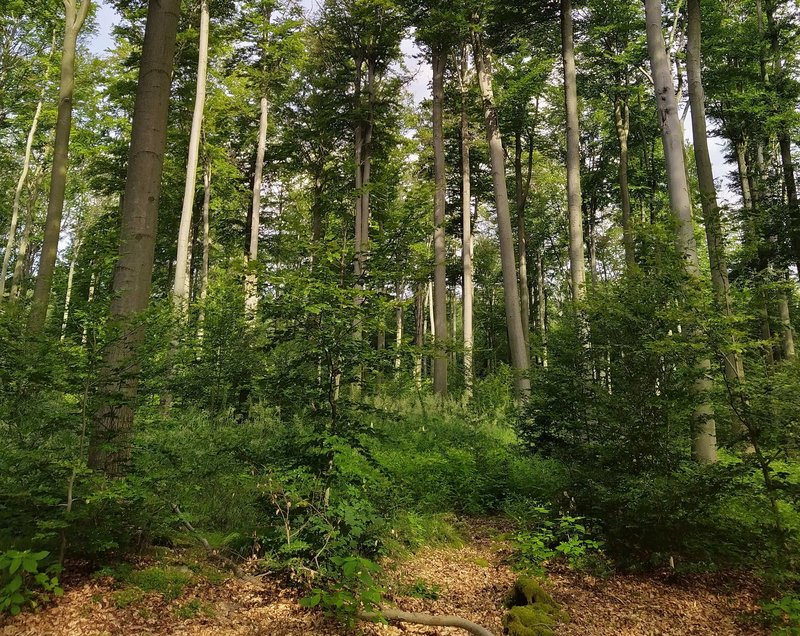 Mischwald