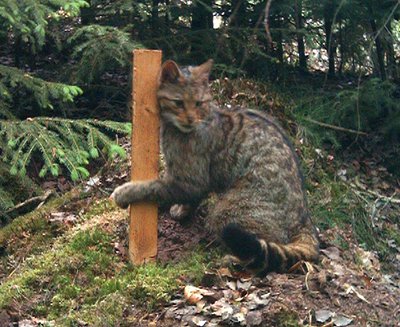 wildcat rubs itself against the lure-stick