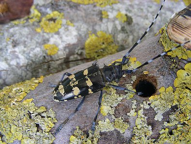 Female Asian longhorned beetle