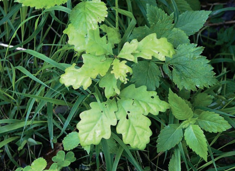 naturally regenerated English oak with accompanying ground flora