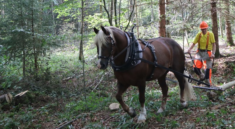 Rückepferd zieht Stamm