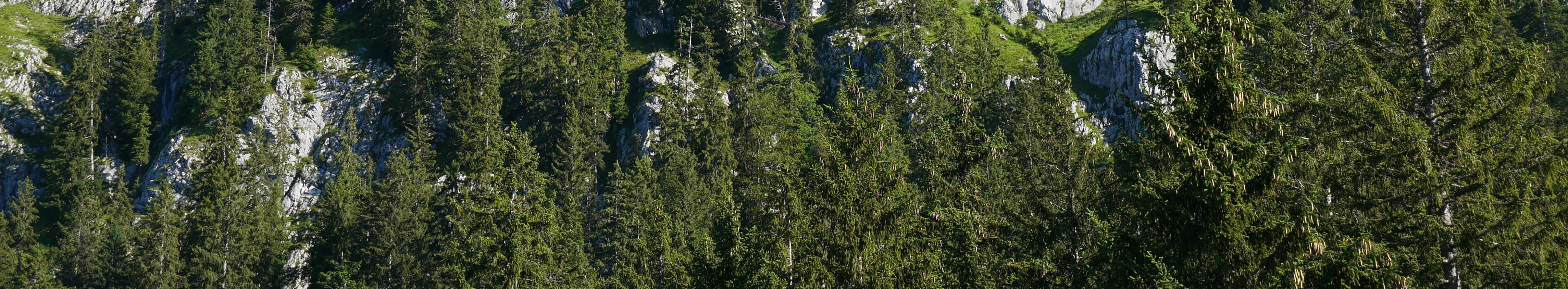 Vor wolkenfreiem, blauem Himmel ist ein relativ schroffer Gipfel aus Kalkgestein zu erkennen. In kleinen Felstaschen sind karge vergraste Stellen zu erkennen. Nur in flacheren Bereichen haben sich Fichten ansiedeln können, dies vor allem im unteren Teil des Brünnsteingipfels.