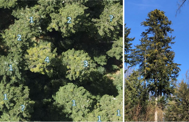 Flächiger Mistelbefall in einem Tannenbestand (links; drohnengestützte Luftbildaufnahme, FVA BW; Stufen des Befalls: 1 = leicht, 2 = deutlich, 3 = stark, 4 = massiv, ? = nicht erkennbar) und starker Befall an einer Tanne