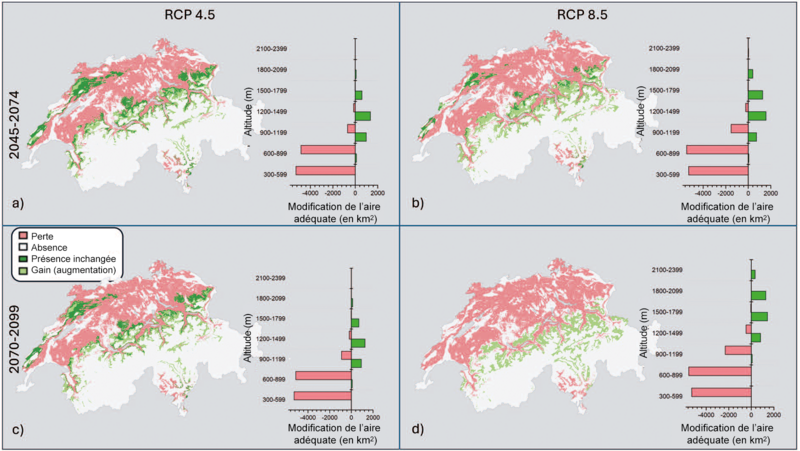 Graphique illustrant l'évolution de l'aire de répartition potentielle du hêtre en Suisse sous l'effet du changement climatique