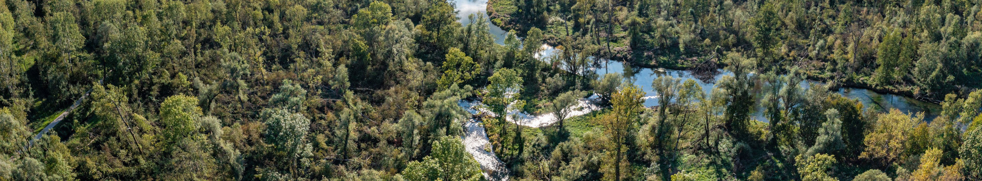 Luftbild eines Waldes, durch den ein kleiner Fluss fließt